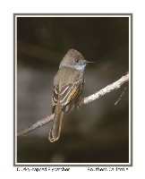 Dusky-capped Flycatcher - Photo copyright Don DesJardin