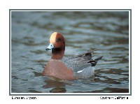 Eurasian Wigeon - Photo Copyright Don DesJardin