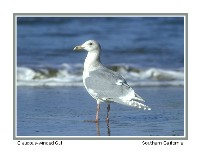 Glaucous-Winged Gull - Photo copyright Don DesJardin