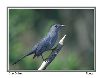 Grey Catbird - Photo copyright Don DesJardin