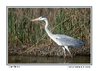 Gray Heron