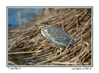 Green Heron