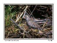 Ground Dove - Photo copyright Don DesJardin