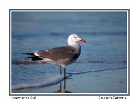 Heerman's Gull - Photo copyright Don DesJardin