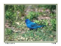 Indigo Bunting - Photo copyright Don DesJardin