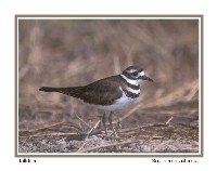 Killdeer - Photo copyright Don DesJardin