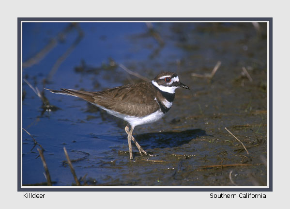 Killdeer - Photo copyright Don DesJardin