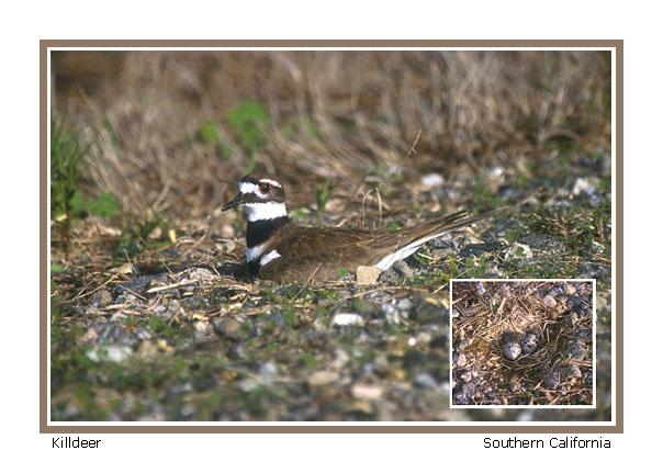 Killdeer - Photo copyright Don DesJardin