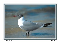 Laughing Gull - Photo copyright Don DesJardin