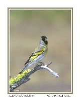 Lawrence's Goldfinch - Photo copyright Don DesJardin