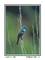 Lazuli Bunting - Photo copyright Don DesJardin