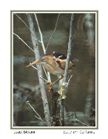 Least Bittern - Photo copyright Don DesJardin