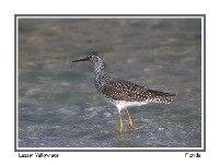 Lesser Yellowlegs - Photo copyright Don DesJardin