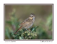 Lincoln's Sparrow - Photo copyright Don DesJardin