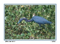 Little Blue Heron - Photo copyright Don DesJardin