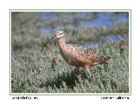 Long-billed Curlew - Photo copyright Don DesJardin