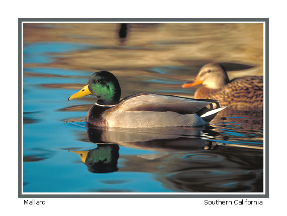 Mallard - Photo copyright Don DesJardin