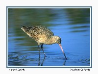 Marbled Godwit - Photo copyright Don DesJardin