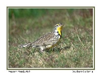 Western Meadowlark - Photo copyright Don DesJardin