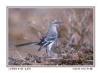 Northern Mockingbird - Photo copyright Don DesJardin