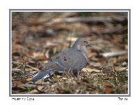 Mourning Dove - Photo copyright Don DesJardin