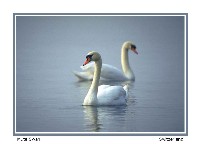 Mute Swan