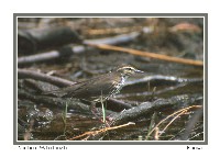 Northern Waterthrush - Photo copyright Don DesJardin