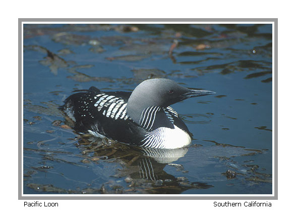 Pacific Loon - Photo copyright Don DesJardin