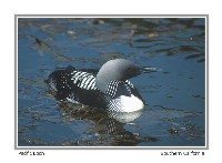 Pacific Loon - Photo copyright Don DesJardin