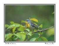 Northern Parula - Photo copyright Don DesJardin