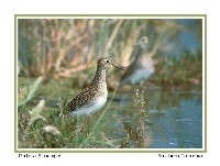 Pectoral Sandpiper - Photo copyright Don DesJardin