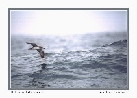 Pink-footed Shearwater - Photo copyright Don DesJardin