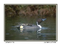 Northern Pintail - Photo copyright Don DesJardin