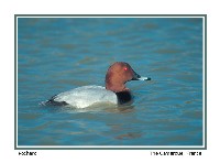 Common Pochard - photo copyright by Don DesJardin