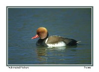 Red-crested Pochard - Photo copyright Don DesJardin