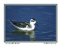 Juvenile Red-necked Phalarope - Photo copyright Don DesJardin