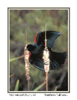 Red-winged Blackbird - Photo copyright Don DesJardin