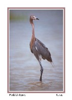 Reddish Egret - Photo copyright Don DesJardin