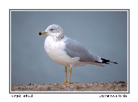 Ring-billed Gull - Photo copyright Don DesJardin