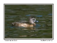 Ring-necked Duck - Photo copyright Don DesJardin