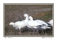 Ross's Goose - Photo copyright Don DesJardin