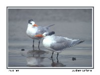 Royal Tern (winter) - Photo copyright Don DesJardin