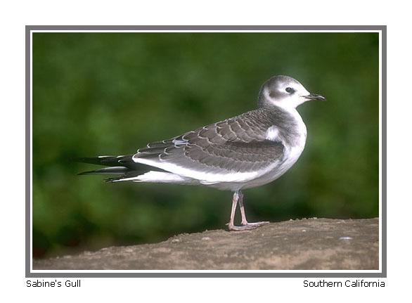 Sabine's Gull - Photo copyright Don Desjardin