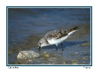 Sanderling - Photo copyright Don DesJardin