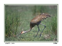 Sandhill Crane - Photo copyright Don DesJardin