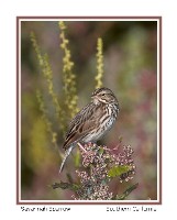 Savannah Sparrow - Photo copyright Don DesJardin