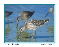 Short-billed Dowitcher - Photo copyright Don DesJardin