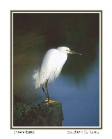 Snowy Egret - Photo copyright Don DesJardin