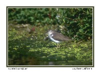 Spotted Sandpiper - Photo copyright Don DesJardin