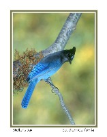 Stellar's Jay - Photo copyright Don DesJardin